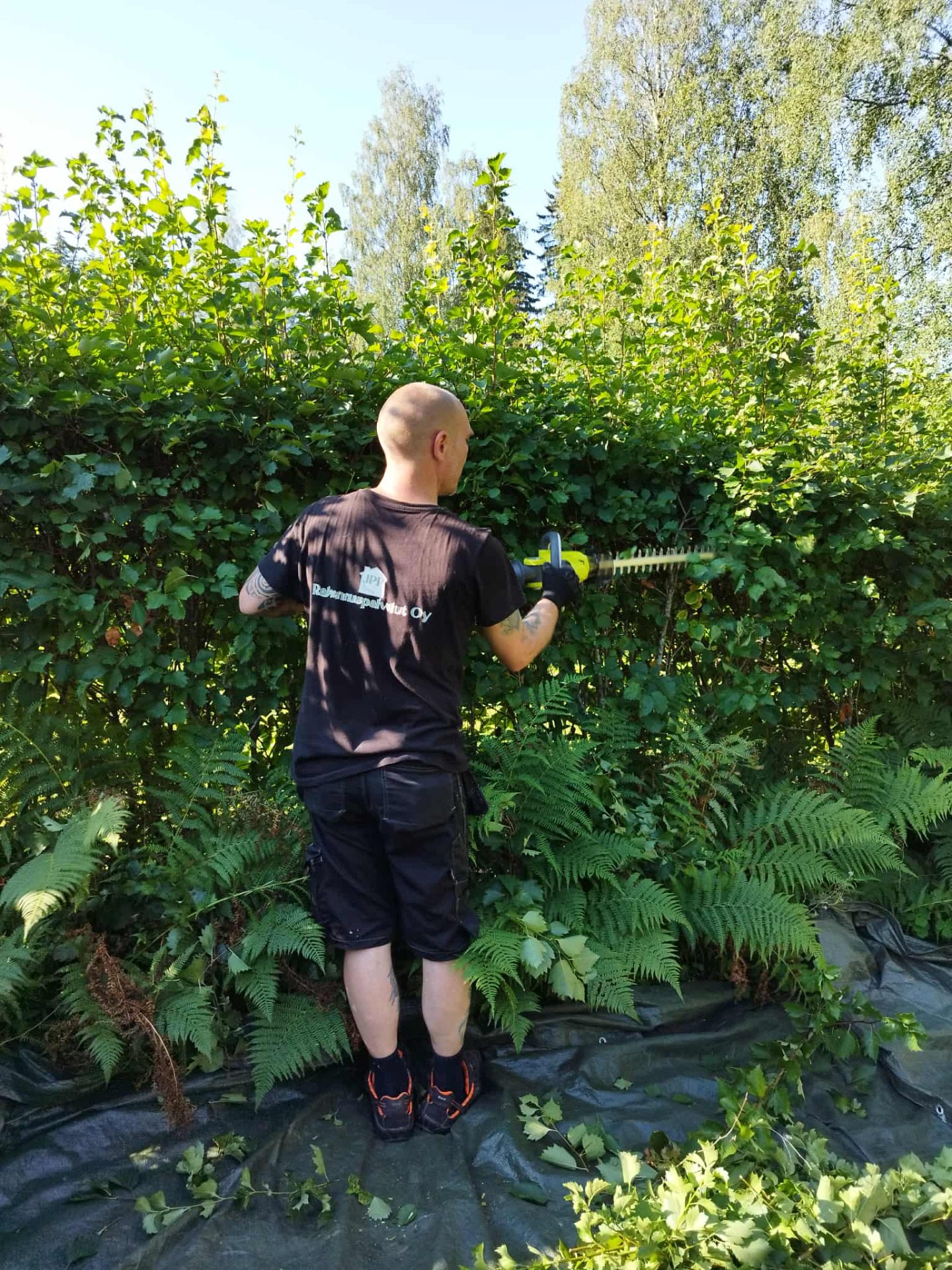 Pensasaitaa siistimässä.